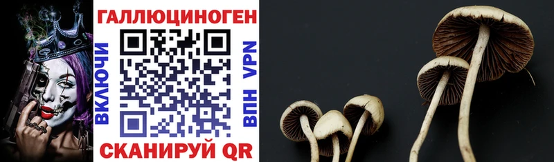 Купить закладки  Зверево  Галлюциногенные грибы Magic Shrooms 